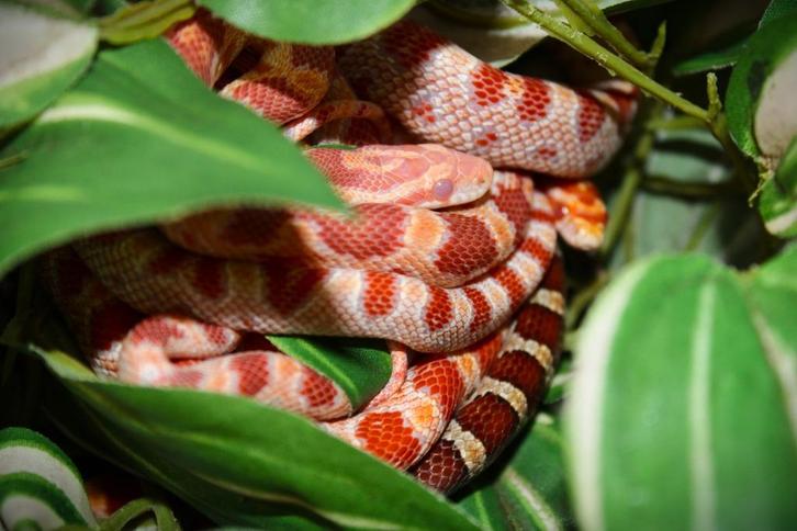 Rode rattenslang, Pantherophis guttatus, Dieren en Toebehoren, Reptielen en Amfibieën, Slang, 0 tot 2 jaar, Tam