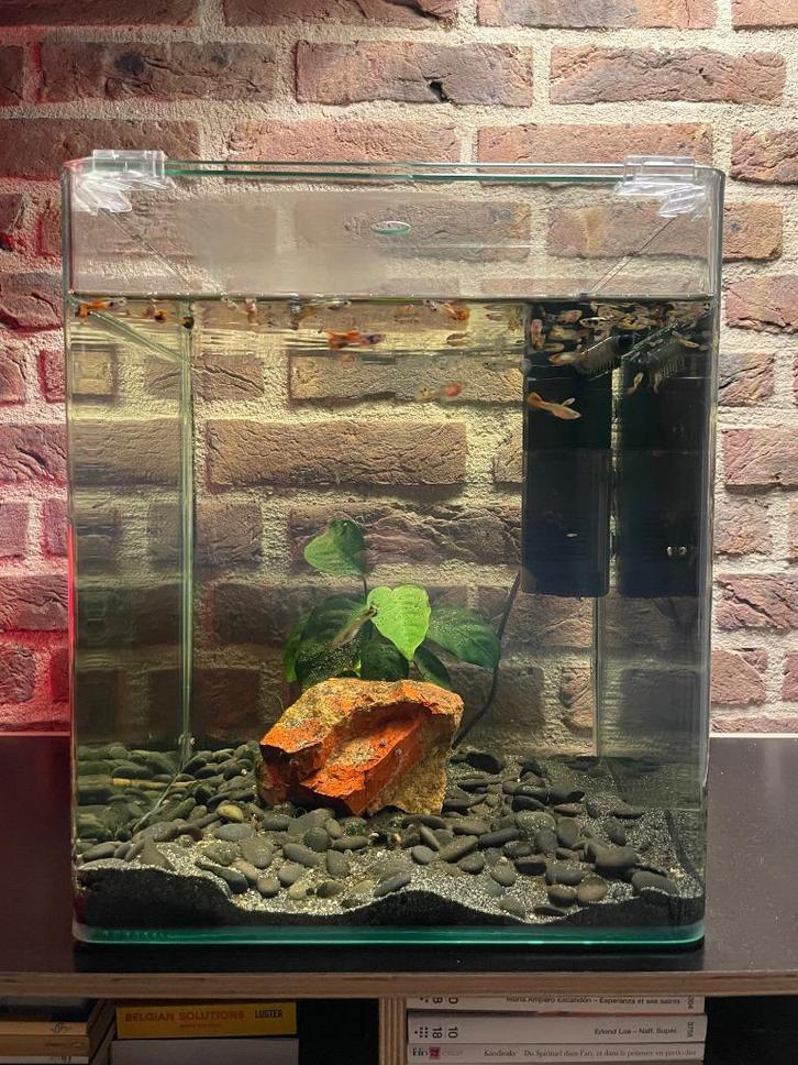 Aquarium Dennerle NanoCube 30L + toebehoren, Dieren en Toebehoren, Vissen | Aquaria en Toebehoren, Gebruikt, Gevuld zoetwateraquarium