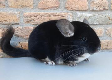 Chinchilla Prachtige Black Pearl vrouw beschikbaar voor biedingen