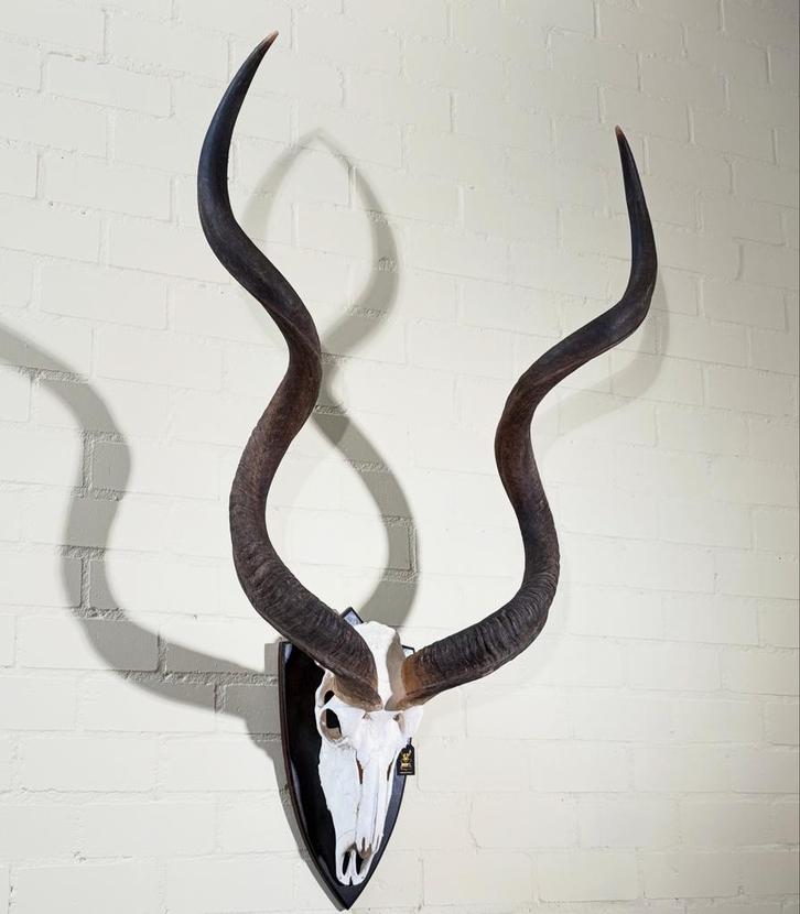 Kudu Trofee op Schild - Afrikaanse Jachtmemorabilia, Antiek en Kunst, Antiek | Overige Antiek, Ophalen