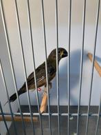 Twatwa man 2024 (ZIE MIJN BESCHRIJVING), Dieren en Toebehoren, Mannelijk