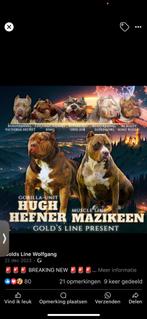 American bully xxl, Dieren en Toebehoren, Fokker | Hobbymatig, Rabiës (hondsdolheid), Reu, 1 tot 2 jaar