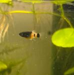 Platy zwarte vlekjes, Dieren en Toebehoren, Vis