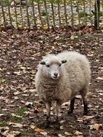 Aangeboden: 2 Quessants en 2 dwerggeitjes ( gedekt),dwergbok, Dieren en Toebehoren, Vrouwelijk, 0 tot 2 jaar