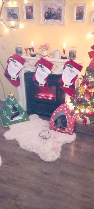 Mix maine coon  kitten 1 katertje  /  mannetje silver tabby  beschikbaar voor biedingen