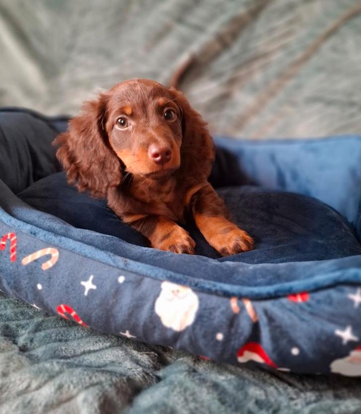 Knappe dwerg teckel puppy, pup, Dieren en Toebehoren, Honden | Teckels en Dashonden, Reu, Langhaar, Dwerg, Fokker | Hobbymatig