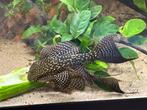 Prachtige zeilvin pleco 10-15 cm, Dieren en Toebehoren, Vis, Zoetwatervis