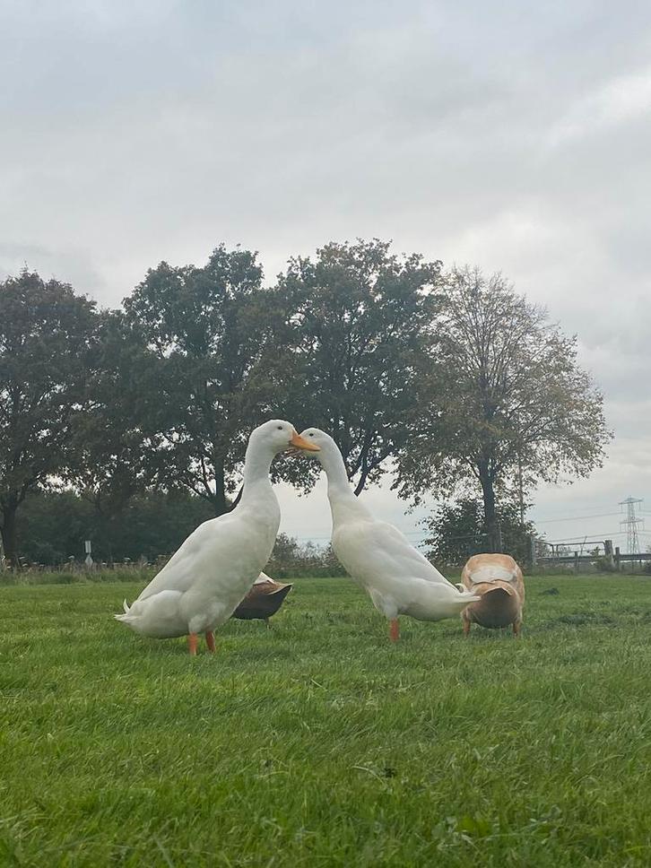 4 Jonge mannelijke loopeenden, 2 wit en 2 bont, Dieren en Toebehoren, Pluimvee, Eend, Meerdere dieren