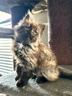 Maine Coon katertje, Dieren en Toebehoren, Katten en Kittens | Raskatten | Langhaar, Kater, Gechipt, 0 tot 2 jaar