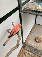 Te koop rose bourke parkiet, Mannelijk, Parkiet, Geringd