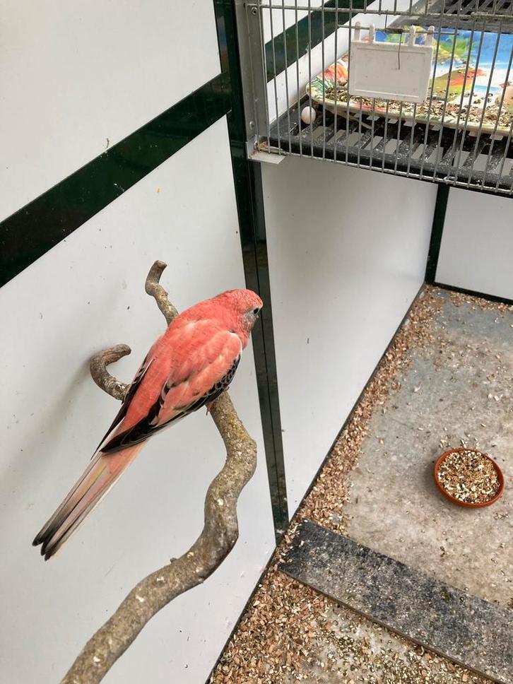 Te koop rose bourke parkiet, Dieren en Toebehoren, Vogels | Parkieten en Papegaaien, Parkiet, Mannelijk, Geringd
