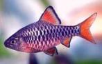 Barbus oligolepis!!!, Dieren en Toebehoren, Vissen | Aquariumvissen, Vis, Zoetwatervis