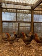 Bielefelder Groot | Kippen | Passend advies, Dieren en Toebehoren, Pluimvee, Meerdere dieren, Kip