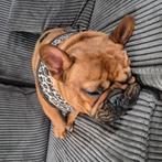 Ter adoptie: Franse bulldog, bijna 1., Dieren en Toebehoren, Particulier, 15 weken tot 1 jaar, Reu, Buitenland