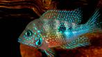 Midden Amerikaanse Cichliden: Thorichthys maculipinnis, Vis, Zoetwatervis