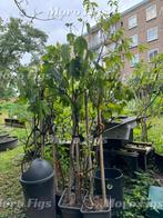 Vijgenboom Verdino Italiaans vijgenboom 5 jaar oud, Verzenden, 100 tot 250 cm, Vijgenboom