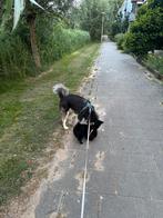 Betrouwbare honden oppas, Ophalen