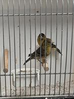 Koppel Baardsijzen, Dieren en Toebehoren, Vogels | Overige Vogels, Mannelijk