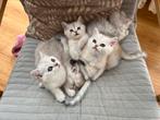 Britse Korthaar kittens, Met stamboom