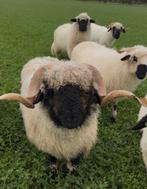 walliser schwarznase dekram, Dieren en Toebehoren, Schapen, Geiten en Varkens, Mannelijk, Schaap