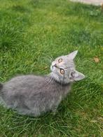 Aanbieding!!!  British Shorthair, Poes