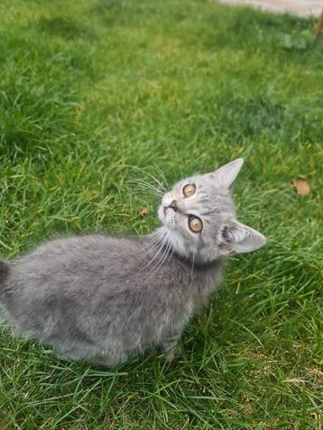 Aanbieding!!!  British Shorthair  beschikbaar voor biedingen
