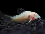 Albino corrydoras, Dieren en Toebehoren, Vis, Zoetwatervis, Schoolvis
