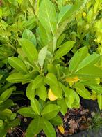Laurier 'caucasica' 80-100 - 5 liter pot, Ophalen, Laurier, Haag, Minder dan 100 cm