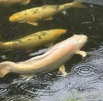 Koi butterfly platinum ogon 75 cm , wegens stopzetting hobby, Dieren en Toebehoren, Karper of Koi