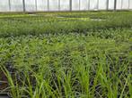 Meer dan 50 soorten vaste planten!, Ophalen, Vaste plant