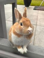 Lief en schattig dwergkonijntje Chico, Dieren en Toebehoren, Konijnen, Mannelijk