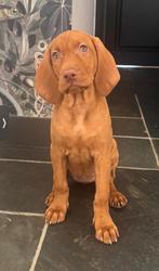 Hele lieve Vizsla Pup, Overige rassen, CDV (hondenziekte), 8 tot 15 weken, Teef