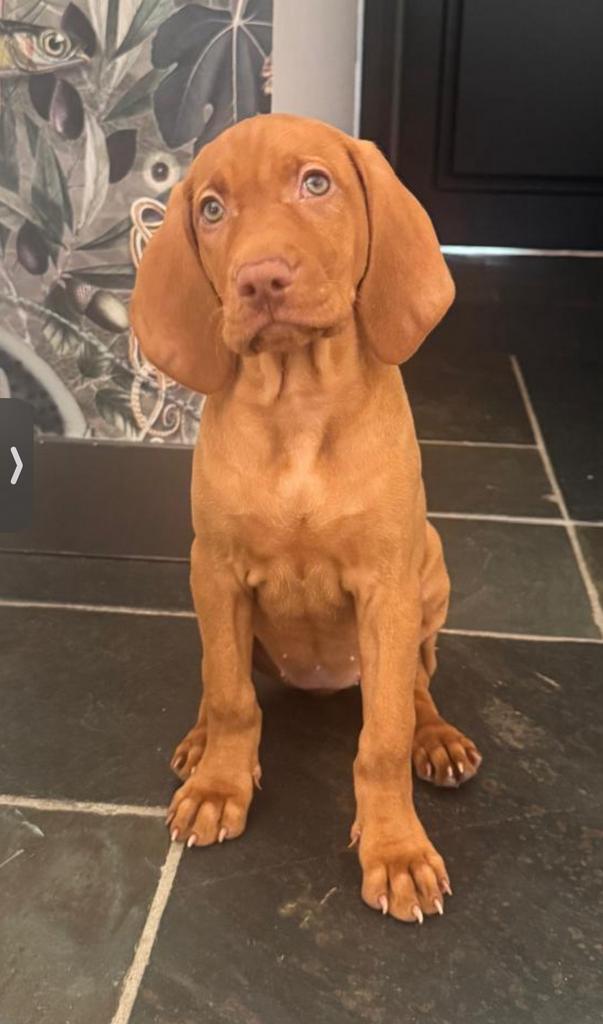 Hele lieve Vizsla Pup, Dieren en Toebehoren, Honden | Setters en Staande honden, Teef, Overige rassen, Particulier, Eén hond, Nederland