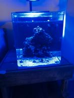 Zee aquarium met veel extra spullen, Dieren en Toebehoren, Vissen | Aquaria en Toebehoren, Ophalen, Zo goed als nieuw