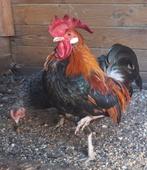 Kippenopvang zoekt een mooi thuis voor deze klielhaan!, Dieren en Toebehoren, Pluimvee, Kip