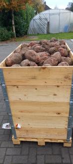 Voederbieten - Verse oogst, Dieren en Toebehoren, Dierenvoeding, Ophalen