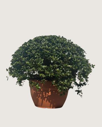  Azalea jap. in schaal, klaar voor herfst 80-90cm beschikbaar voor biedingen