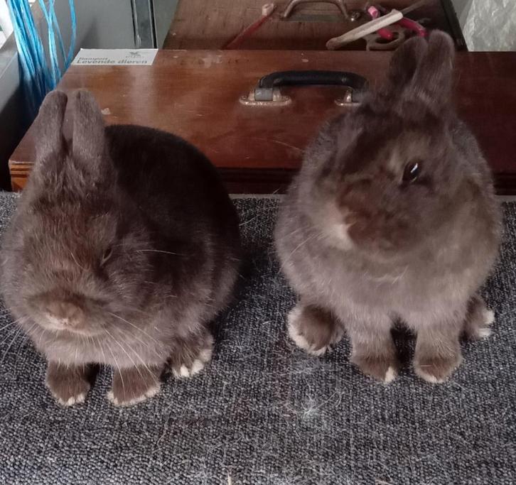 Ram  kleurdwerg Kleurslag bruin  chocolade kleur zuiver, Dieren en Toebehoren, Konijnen, Dwerg, Mannelijk