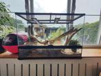Baardagamen + toebehoren, Ophalen, Gebruikt, Terrarium of Paludarium