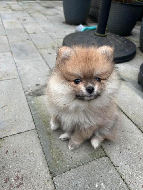 Raszuivere Pomeranian /Pomeriaan pups., Dieren en Toebehoren, Honden | Poolhonden, Keeshonden en Oertypen, Meerdere dieren, Overige rassen