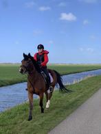 8- jarige pony inruil mogelijk, Dieren en Toebehoren, Paarden, Minder dan 160 cm, B, Ruin, 7 tot 10 jaar
