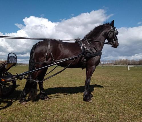 Friese merrie, Dieren en Toebehoren, Paarden, Merrie, B, 160 tot 165 cm, 7 tot 10 jaar, Recreatiepaard, Met stamboom, Gechipt