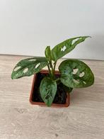 Monstera adansonii mint, Huis en Inrichting, Kamerplanten, Ophalen of Verzenden, Overige soorten, Minder dan 100 cm