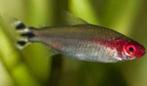 roodkopzalm, Dieren en Toebehoren, Vissen | Aquariumvissen, Vis, Zoetwatervis, Schoolvis