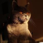 Lieve britse korthaar kater, Kater, Gechipt, 0 tot 2 jaar