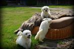 Maltezer pups, Dieren en Toebehoren, Honden | Chihuahua's en Gezelschapshonden, België, Maltezer, Rabiës (hondsdolheid), 8 tot 15 weken