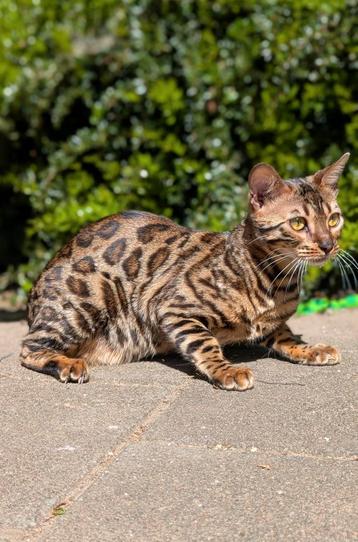 Prachtige bengaalse poes, 1 jaar beschikbaar voor biedingen