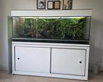 Terrarium / Paludarium., Dieren en Toebehoren, Reptielen en Amfibieën | Toebehoren, Ophalen