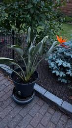 Mooie Strelitzia reginac !!!, Tuin en Terras, Planten | Tuinplanten, Ophalen, Zomer, Overige soorten, Volle zon