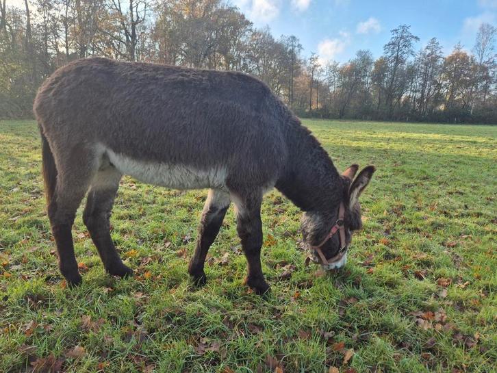Ezel, Dieren en Toebehoren, Schapen, Geiten en Varkens, Geit, Mannelijk, 6 jaar of ouder